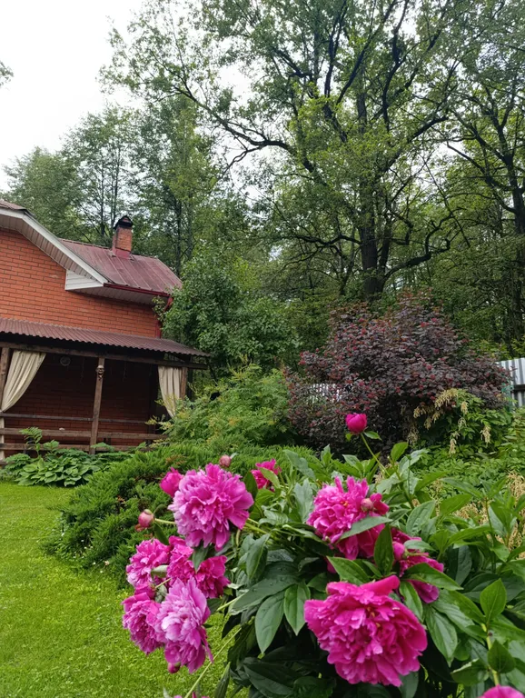 Дом на лесной опушке с банeй на дpовax и бильярдом