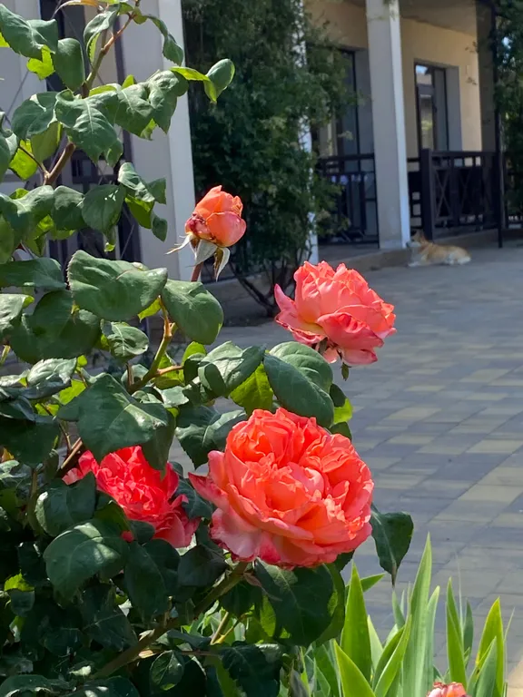 Квартира Квартира Двухместный номер (второй этаж) — Витино