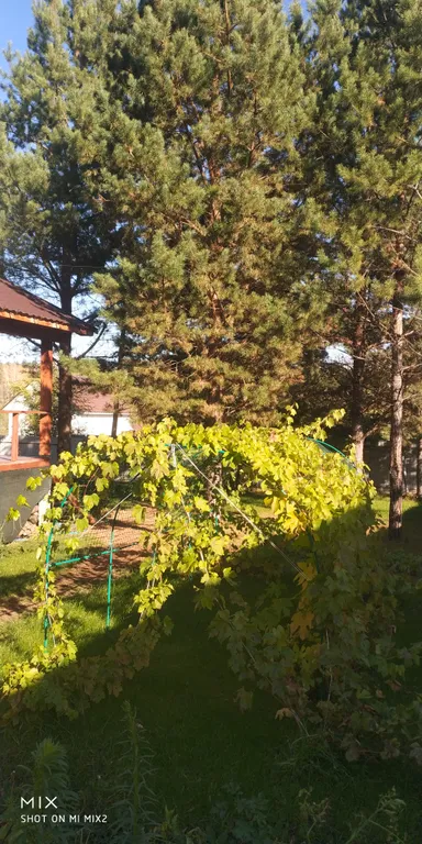 Дом с баней в сосновом бору