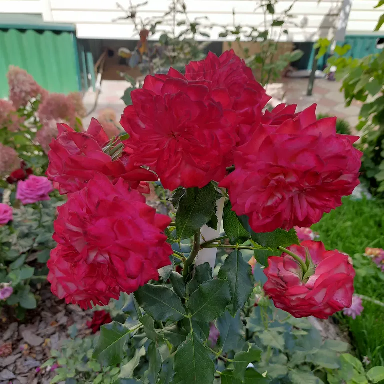 Домик мечты