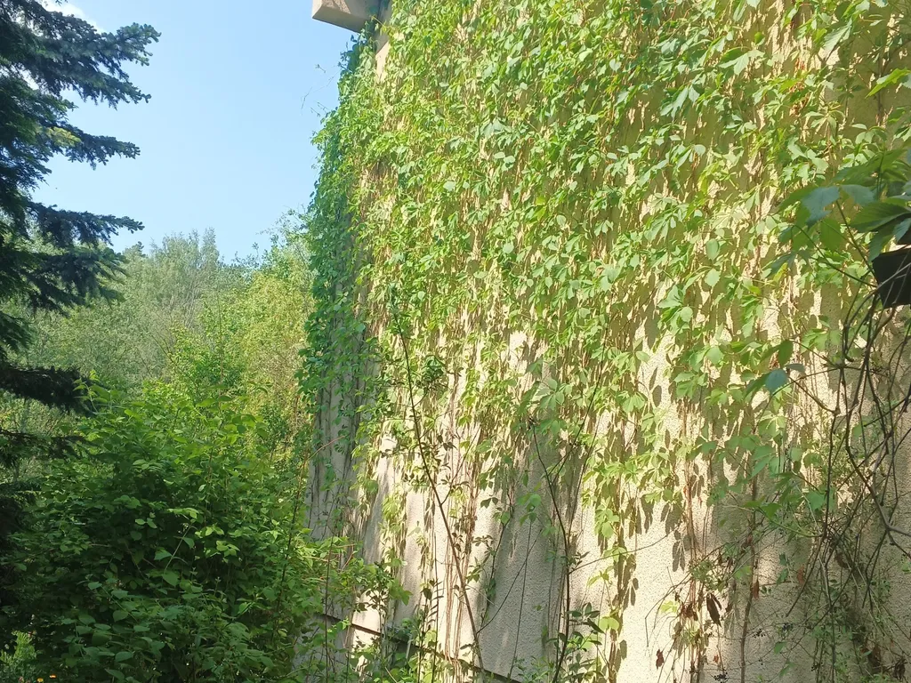 Дзен дача и дом йоги