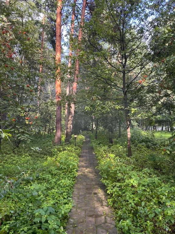 Уютный коттедж в сосновом лесу рядом с Москвой