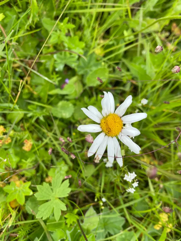 Дом у бабушки в деревне