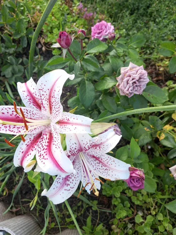 Уютная дача посуточно для семейного отдыха, ночлега