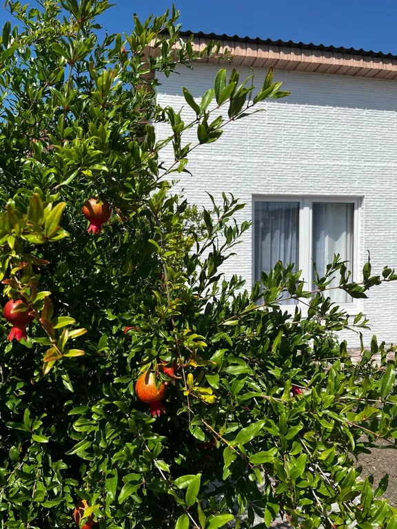 Коттедж Гостевой дом Инжир — Анапа