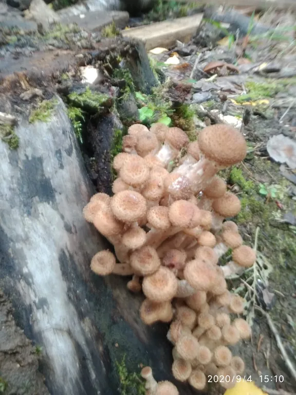 Гостевой дом Лось