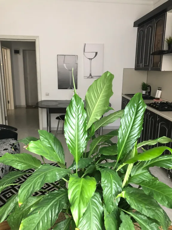 Квартира Апартаменты у моря, на первой береговой линии — аренда посуточно в Махачкала