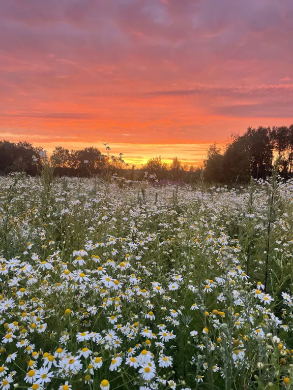 Домик в Поместье №2