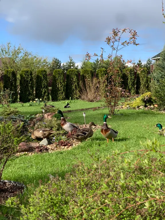 Дом у пруда