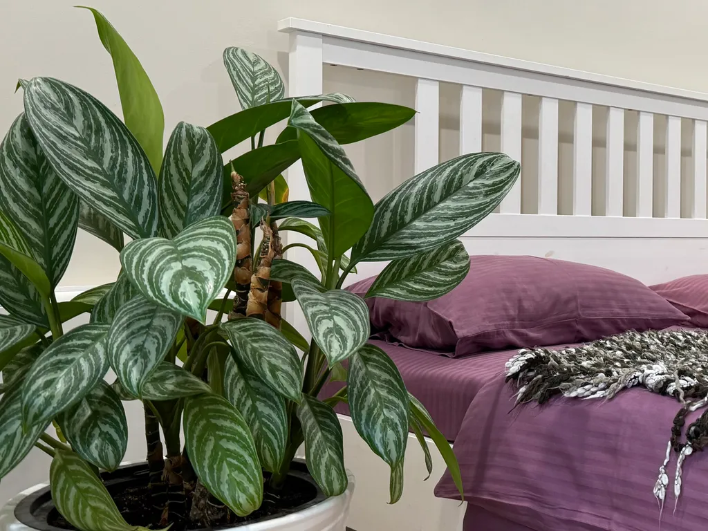 MOD House Катерина Альпика