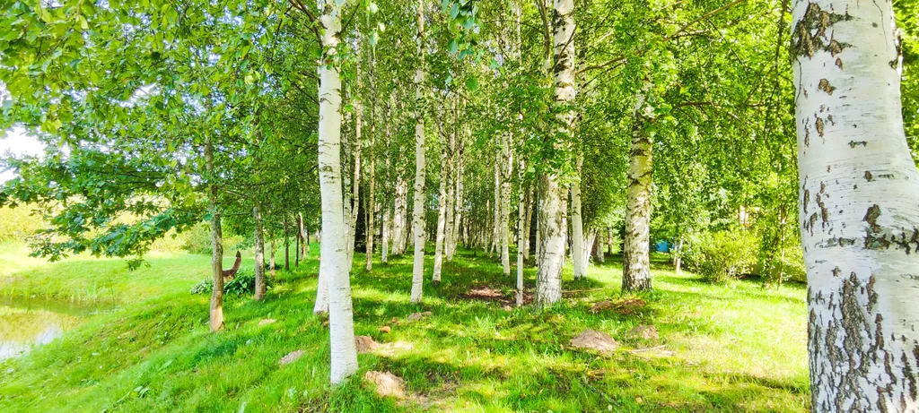 Уединенная дача с прудом и баней у Псковского озера