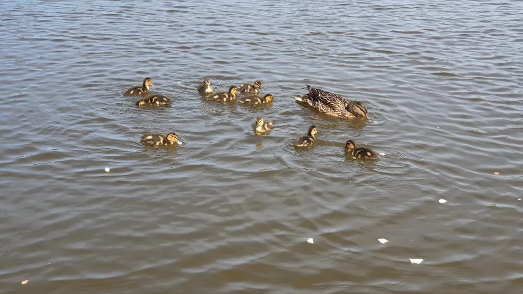 Коттедж Дом у озера — Марьино