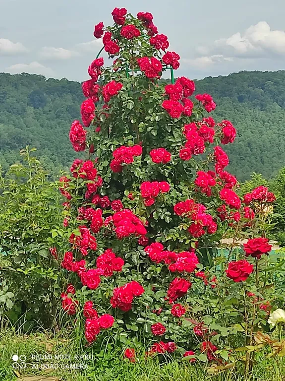 Просторный дом с райским садом на вершине холма с супер видами