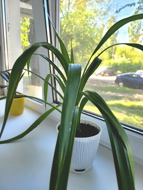 Уютная студия в центре города