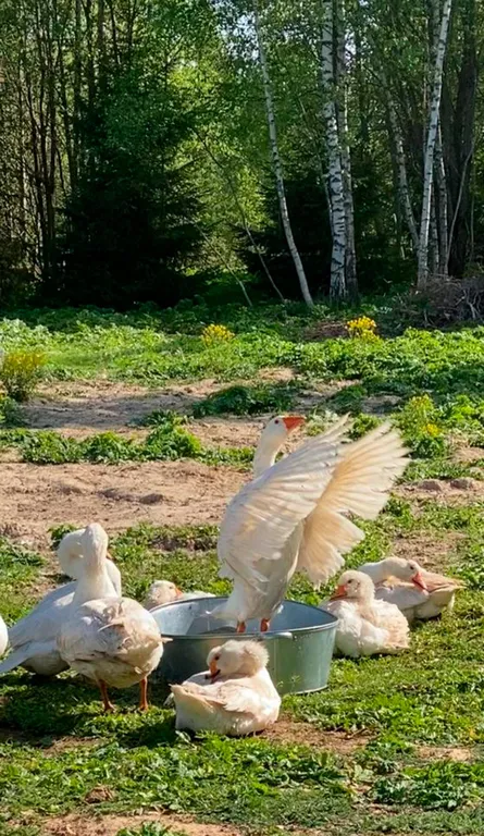 Домик в лесу с пятнистыми оленями и кроликами