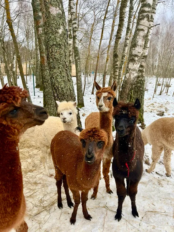 Новый панорамный барнхаус с сауной на лесном участке