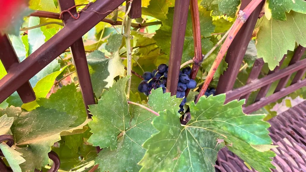 Квартира Квартира Стильная студия в центральном районе Какао Черри — Геленджик