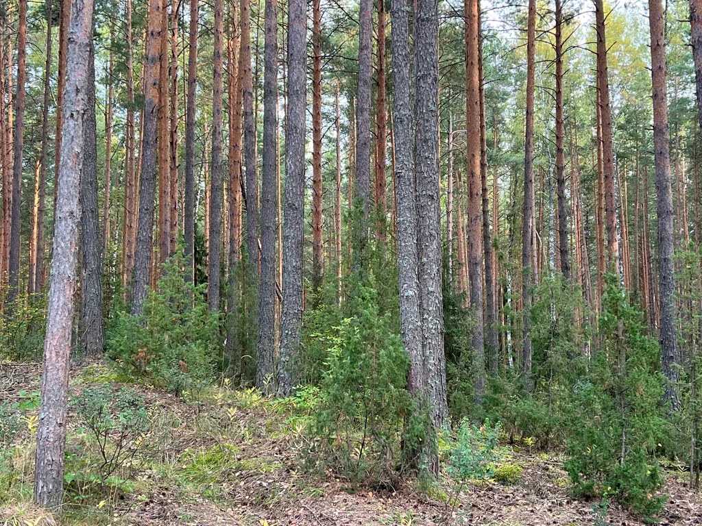 Современный модульный дом в лесу у реки (7)