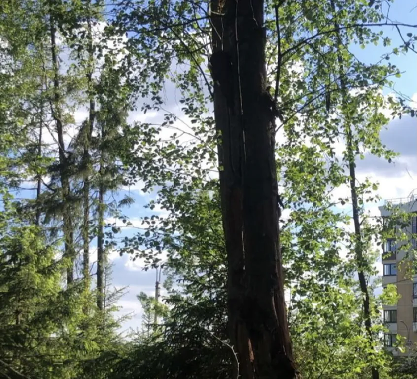 Уютная студия рядом с лесом и речкой