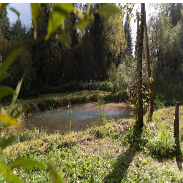 Красивый домик в лесу у реки