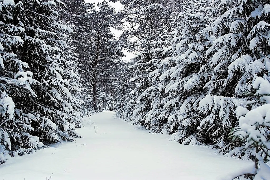 Коттедж Дом в турбазе Чайка, у озера в сосновом бору - Селигерский край — Турбаза Чайка