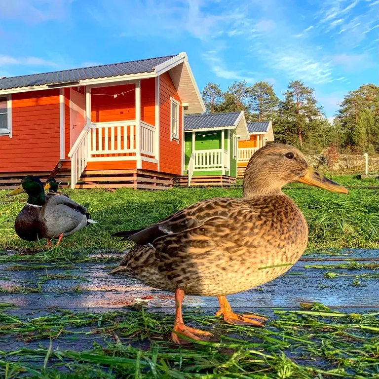 Коттедж Домик на берегу озера (2+1) — Мережнаволок