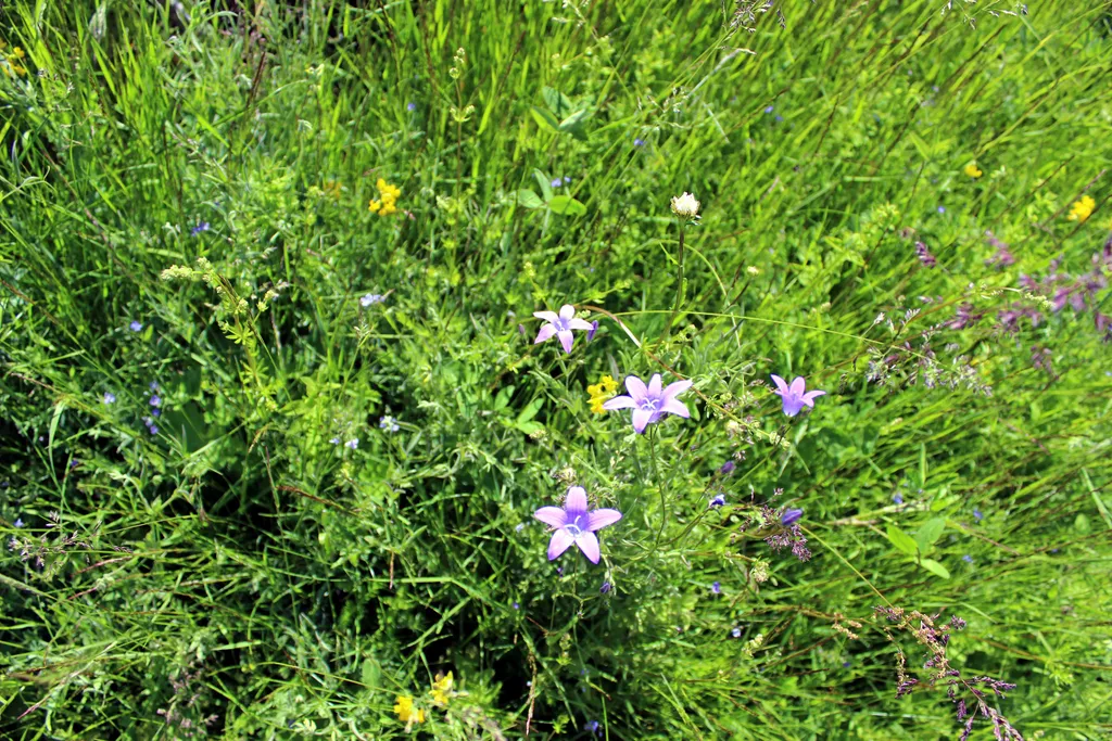 Ласточкино гнездо