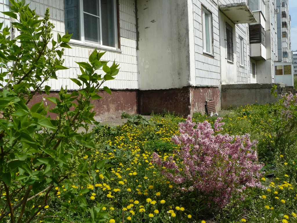 Рыжий Кот возле Парка