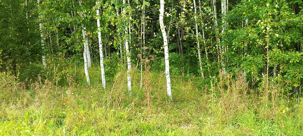 Уютный домик с комфортом  в лесу