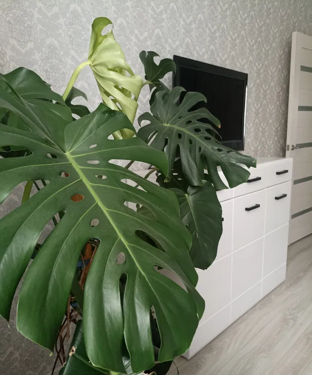 Квартира Уютная квартира — Калининград