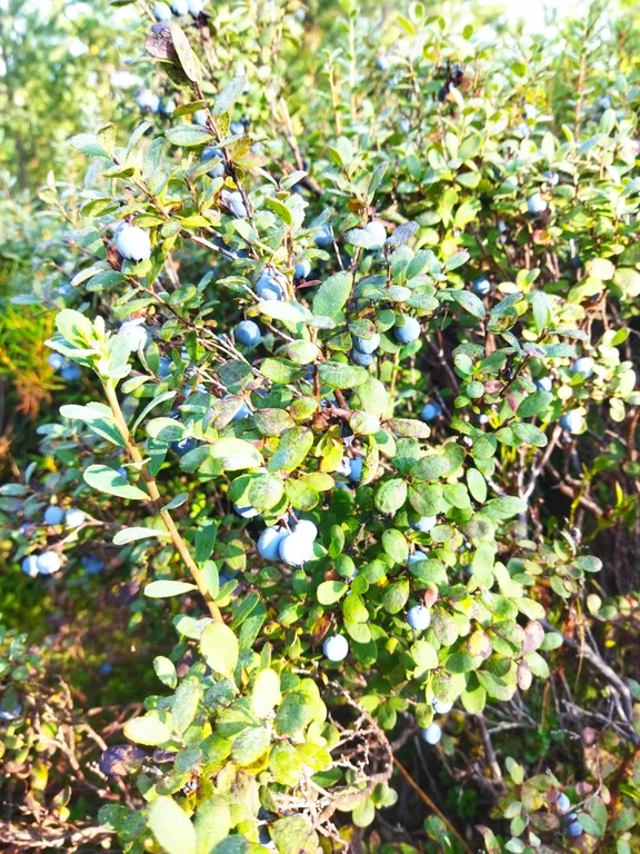 Уютный дом с баней рядом с ладогой со всеми удобствами