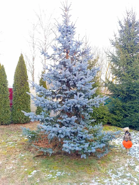 Уютный домик в деревне с беседкой и мангалом на улице