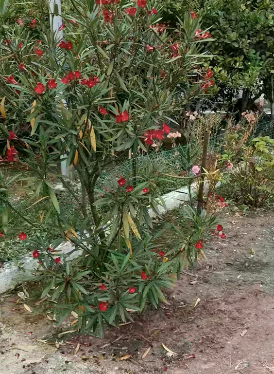 Дом под ключ