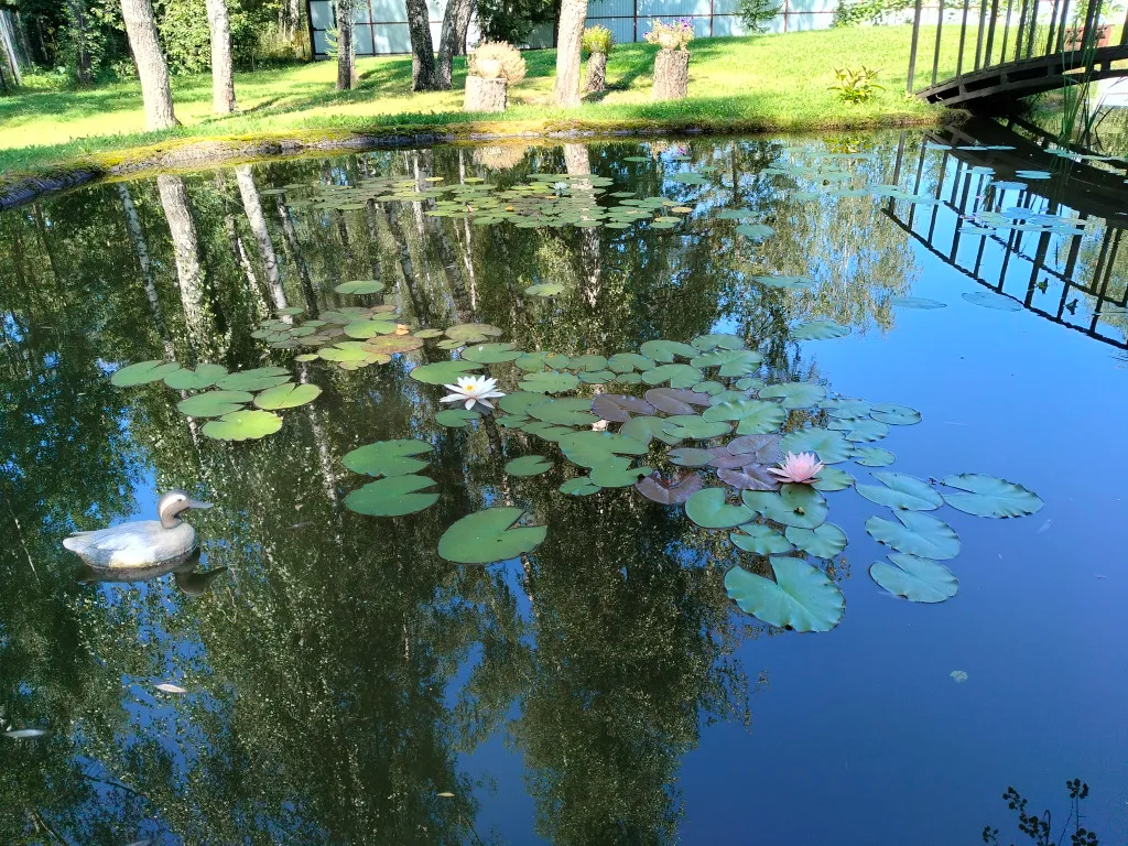 Уютный домик в лесу у пруда