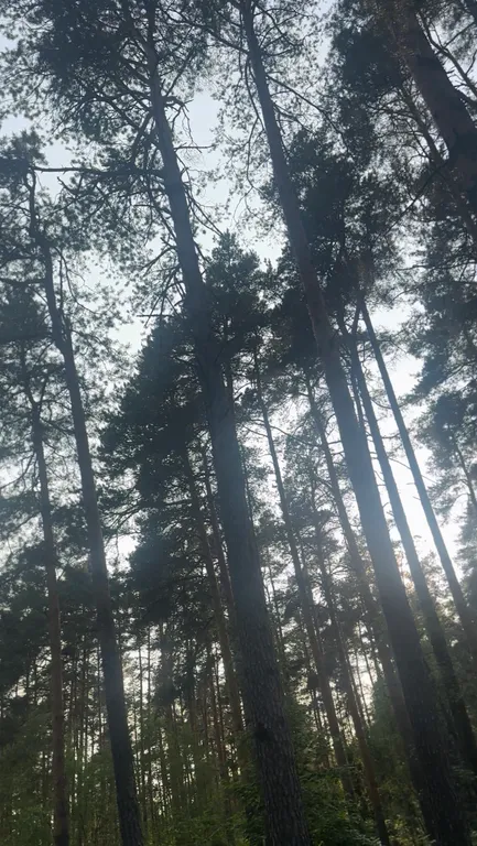 Гостевой дом А-фрейм в центре леса