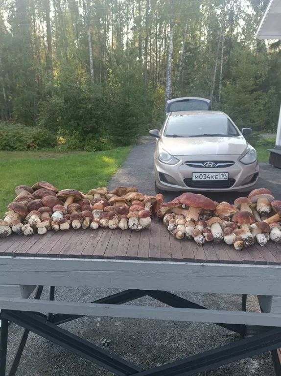 Сказочный дом у леса со всеми удобствами и баня