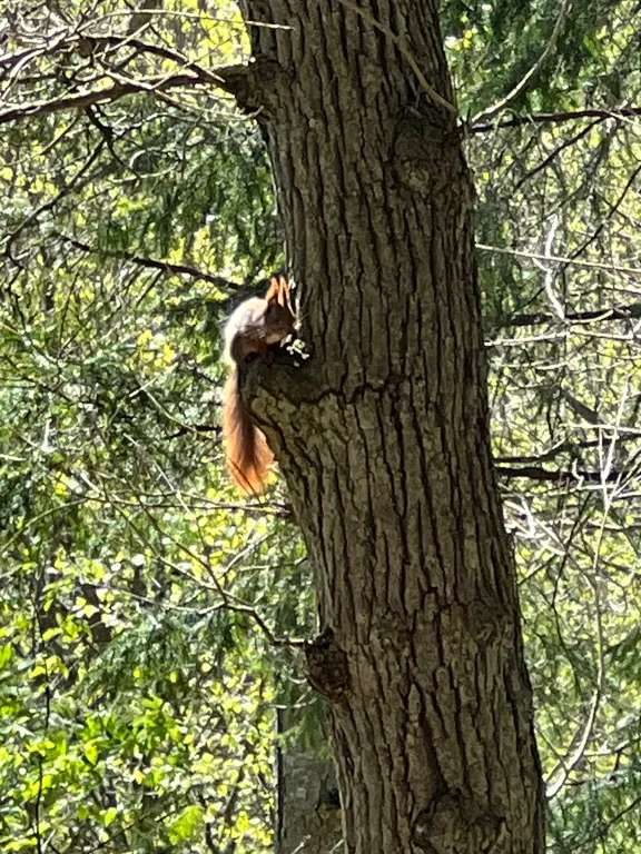 Уютная 2-комнатная квартира на берегу Балтийского моря в Светлогорске