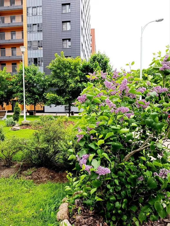 Квартира 1-комнатная Квартира — Санкт-Петербург