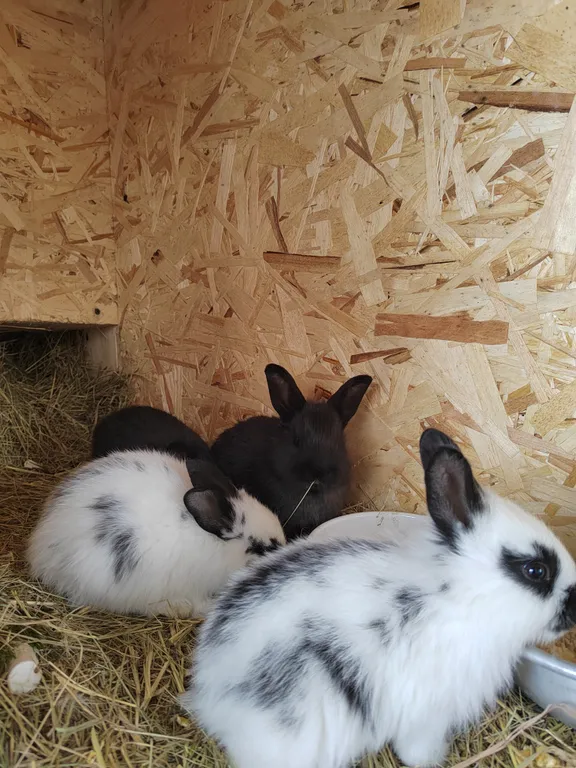 Купеческий дом