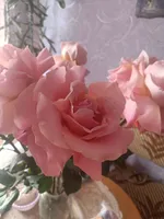Любовь