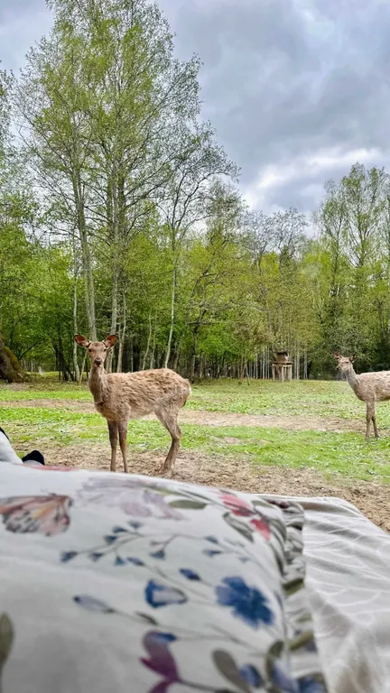 Домик в лесу с пятнистыми оленями и кроликами