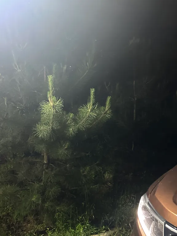 Уютный домик рядом с садом, хвойными деревьями, рядом с тц