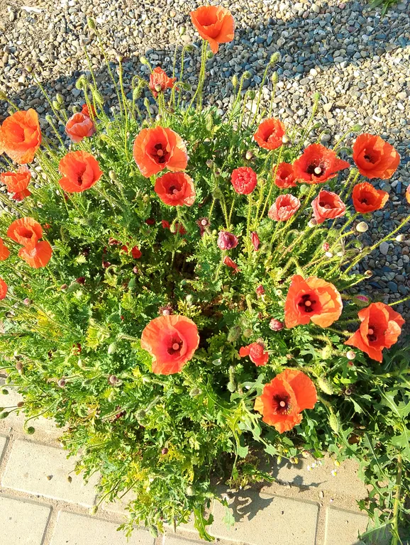 Квартира Квартира Солнечная студия на Азовском море — Кучугуры