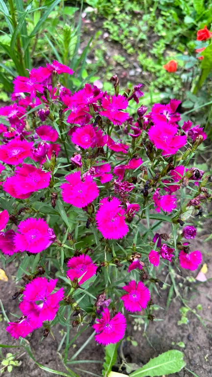 Коттедж Коттедж Курортное шале в писательском Переделкино — Москва