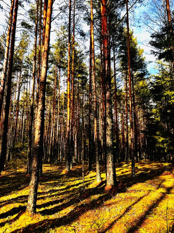 Коттедж Ладожские дюны, комфортный дом с панорамными окнами до 7-ми гостей — Ларионово