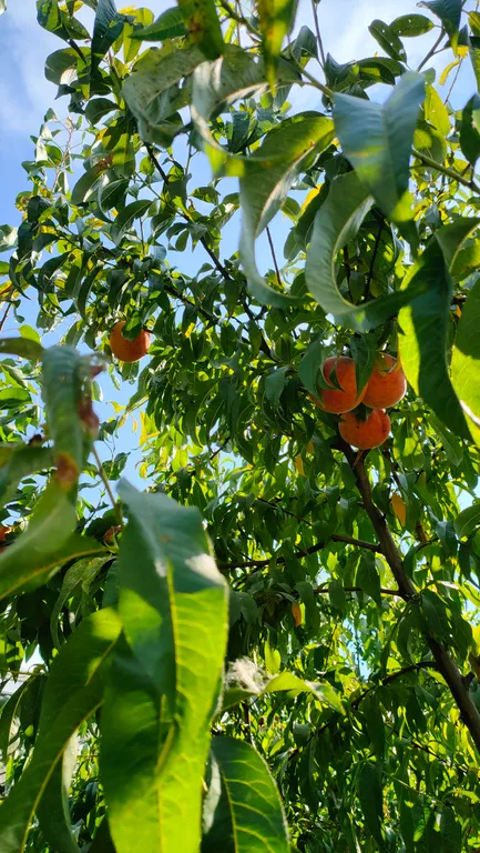 Квартира Квартира Апартамент "Амстердам" в 2-х часах от 2-х морей — Краснодар