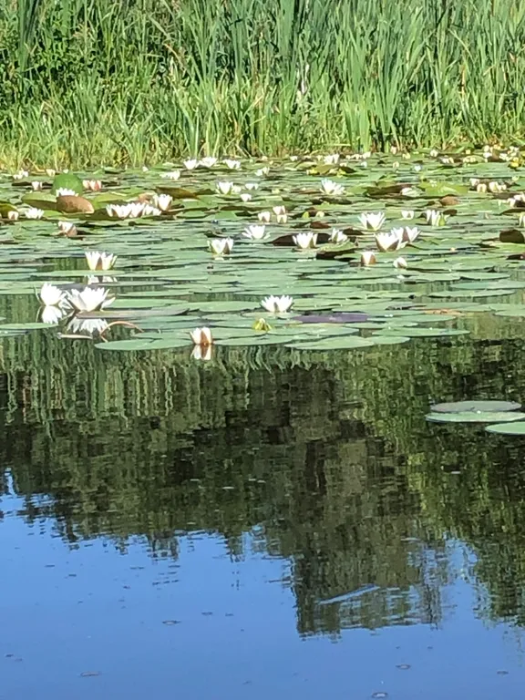 Усадьба Царское село