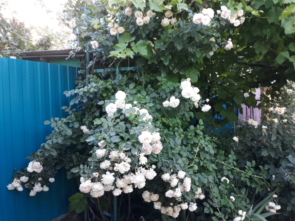 Коттедж Небольшой летний домик — Ейск