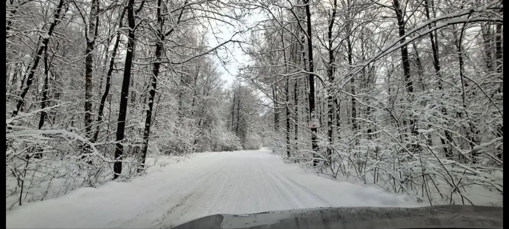 Лесной уголок