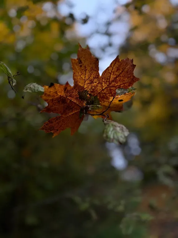 Уютный домик с банным чаном и панорамным видом на лес